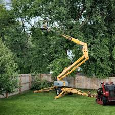 Best Tree Health Inspection  in Wake Forest, NC