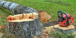 Best Stump Grinding and Removal  in Wake Forest, NC