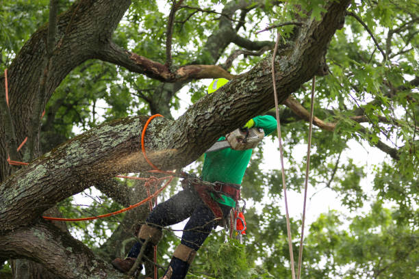 Best Pest Control for Lawns  in Wake Forest, NC