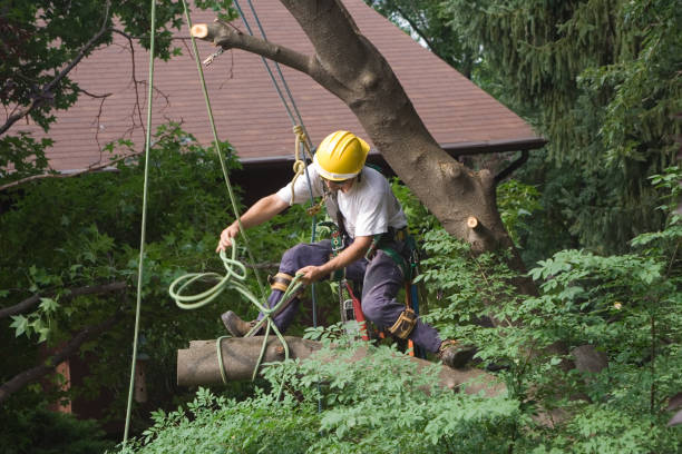 Best Tree Removal  in Wake Forest, NC