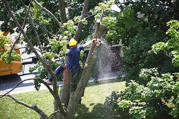 How Our Tree Care Process Works  in  Wake Forest, NC