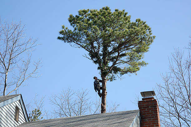 Best Fruit Tree Pruning  in Wake Forest, NC