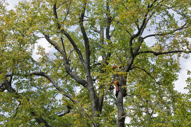 Best Tree Trimming and Pruning  in Wake Forest, NC